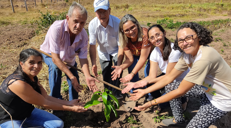 A Plantinha cresce, se ergue e se amplia